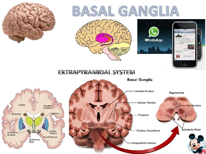 BASAL GANGLIA EXTRAPYRAMIDAL SYSTEM 