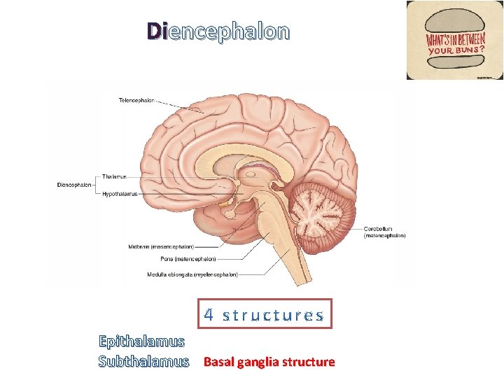 Diencephalon Epithalamus Subthalamus Basal ganglia structure 