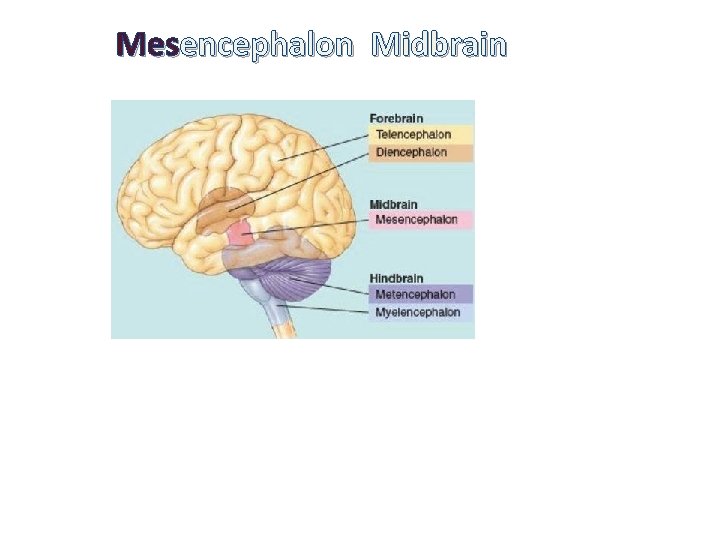 Mesencephalon Midbrain 