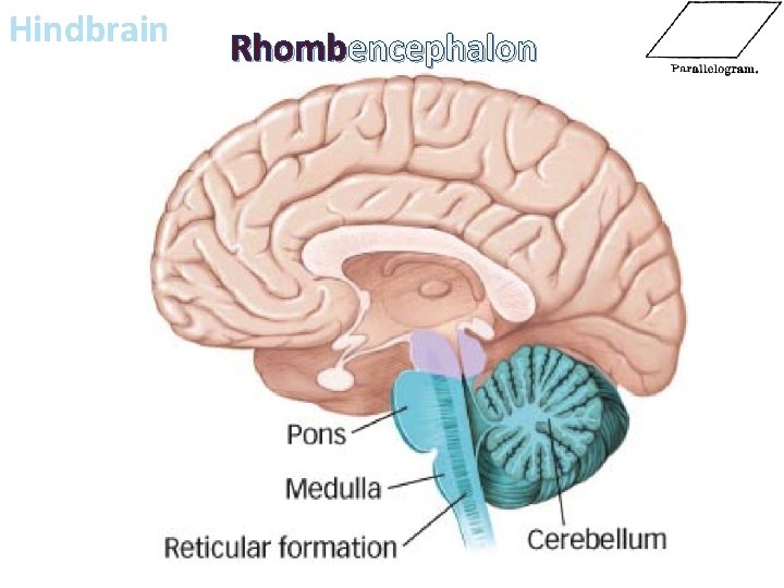 Hindbrain Rhombencephalon 