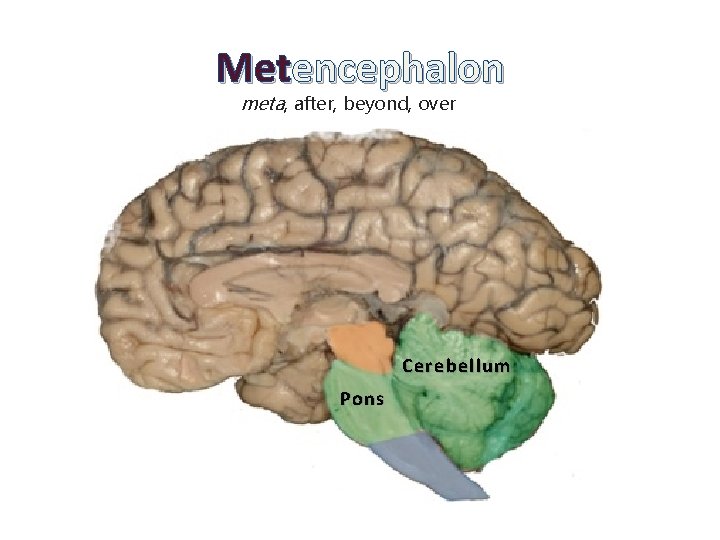 Metencephalon meta, after, beyond, over Cerebellum Pons 