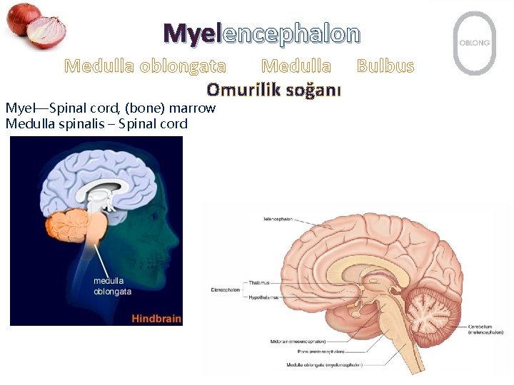 Myelencephalon Medulla oblongata Medulla Bulbus Omurilik soğanı Myel—Spinal cord, (bone) marrow Medulla spinalis –