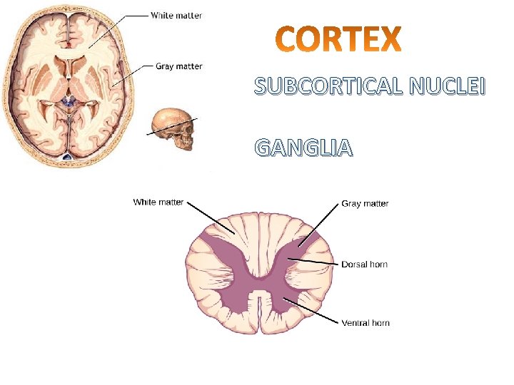 SUBCORTICAL NUCLEI GANGLIA 