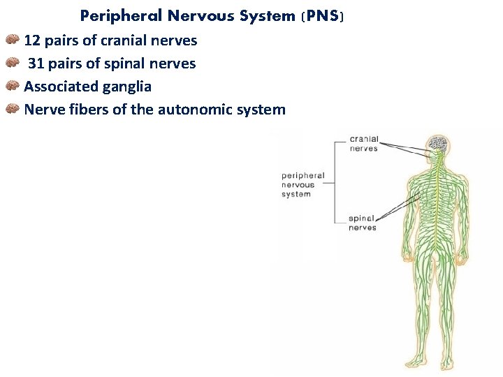 Peripheral Nervous System (PNS) 12 pairs of cranial nerves 31 pairs of spinal nerves