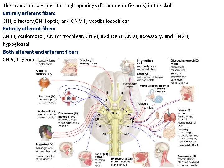 The cranial nerves pass through openings (foramine or fissures) in the skull. Entirely afferent