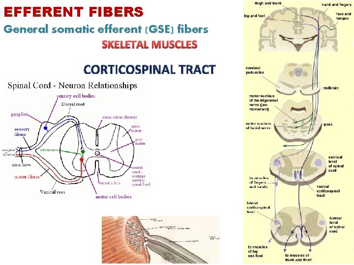 EFFERENT FIBERS General somatic efferent (GSE) fibers SKELETAL MUSCLES CORTICOSPINAL TRACT 