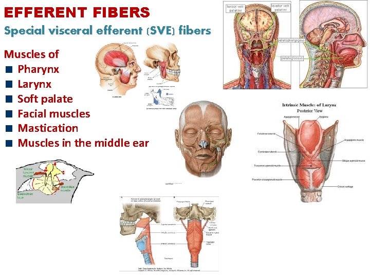 EFFERENT FIBERS Special visceral efferent (SVE) fibers Muscles of Pharynx Larynx Soft palate Facial