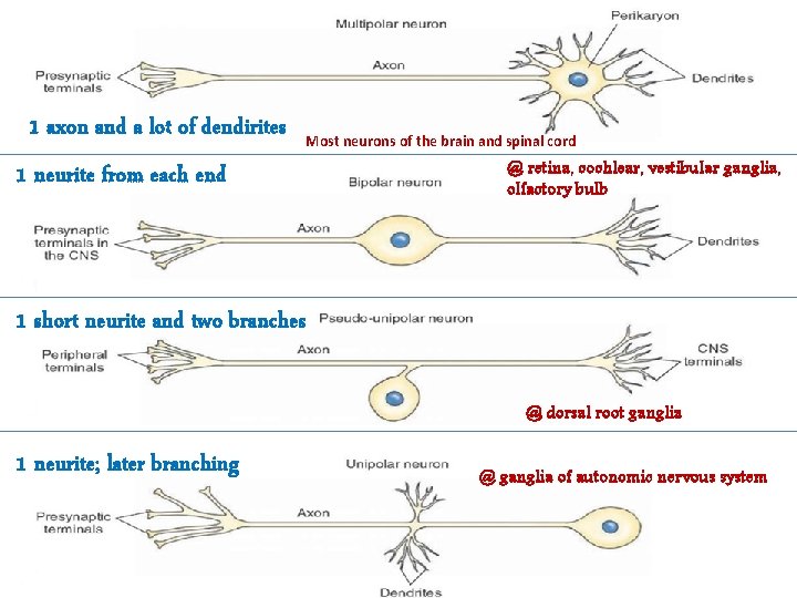 1 axon and a lot of dendirites Most neurons of the brain and spinal