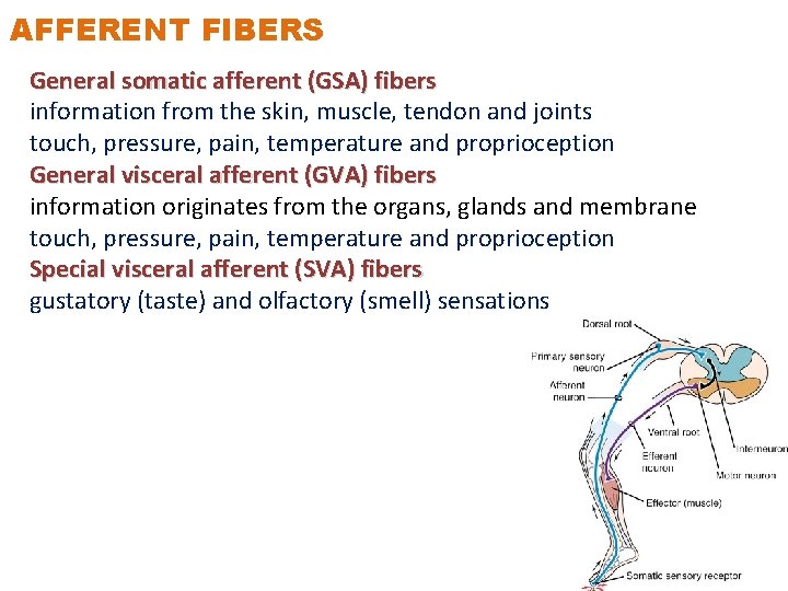 AFFERENT FIBERS General somatic afferent (GSA) fibers information from the skin, muscle, tendon and