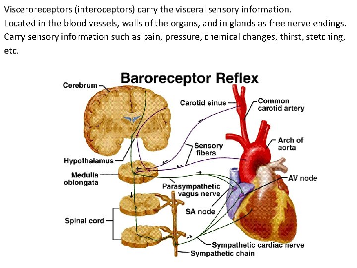 Visceroreceptors (interoceptors) carry the visceral sensory information. Located in the blood vessels, walls of