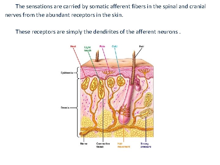 The sensations are carried by somatic afferent fibers in the spinal and cranial nerves