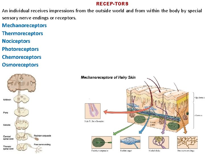 RECEP-TORS An individual receives impressions from the outside world and from within the body