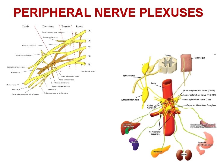 PERIPHERAL NERVE PLEXUSES 