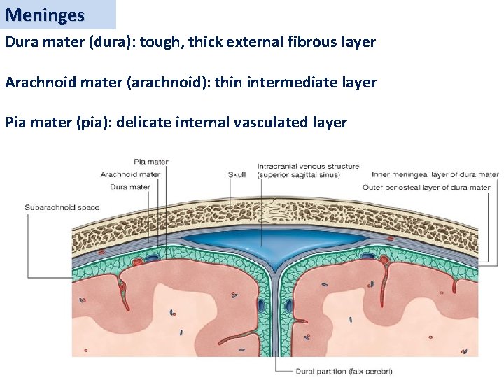 Meninges Dura mater (dura): tough, thick external fibrous layer Arachnoid mater (arachnoid): thin intermediate