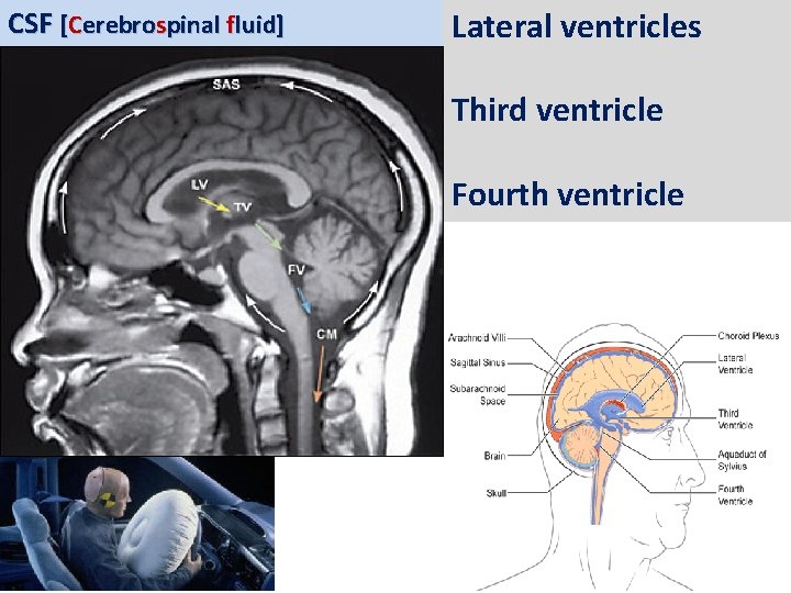 CSF [Cerebrospinal fluid] Lateral ventricles Third ventricle Fourth ventricle 