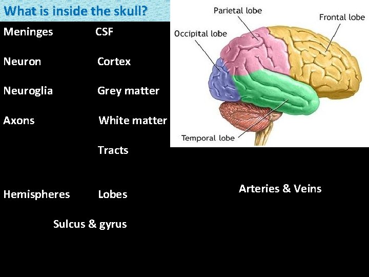 What is inside the skull? Meninges CSF Neuron Cortex Neuroglia Grey matter Axons White