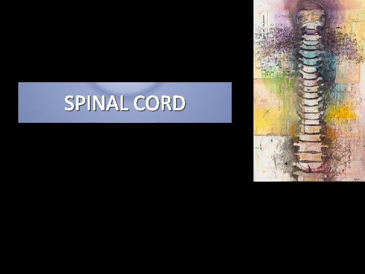 SPINAL CORD 