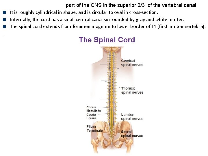 part of the CNS in the superior 2/3 of the vertebral canal It is