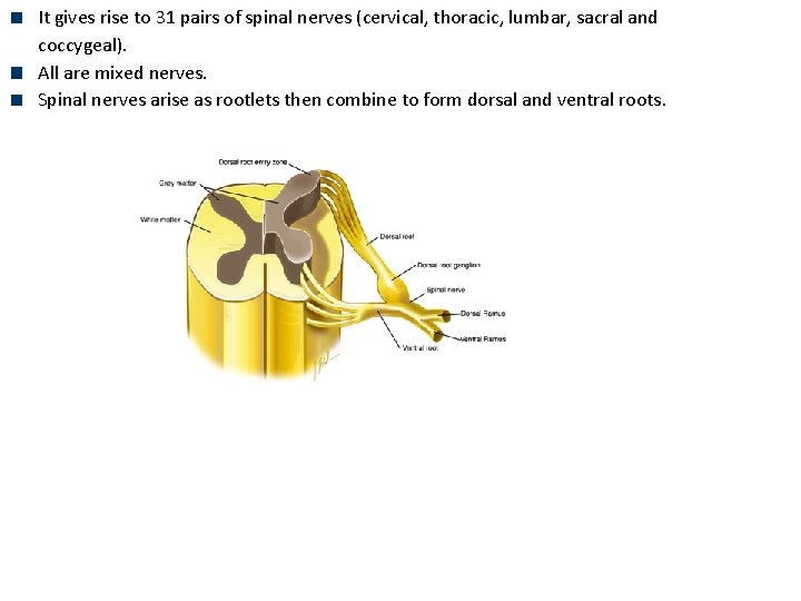 It gives rise to 31 pairs of spinal nerves (cervical, thoracic, lumbar, sacral and