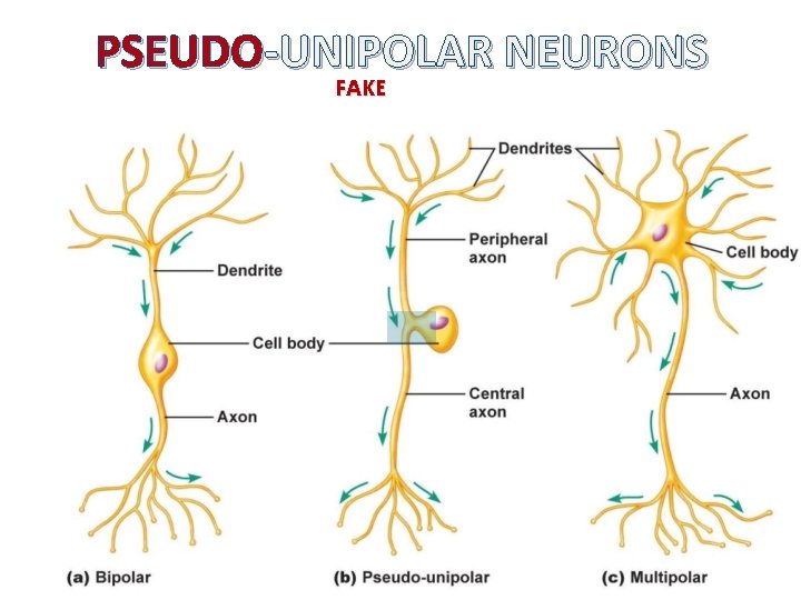 PSEUDO-UNIPOLAR NEURONS FAKE 