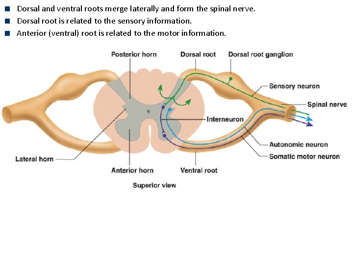 Dorsal and ventral roots merge laterally and form the spinal nerve. Dorsal root is