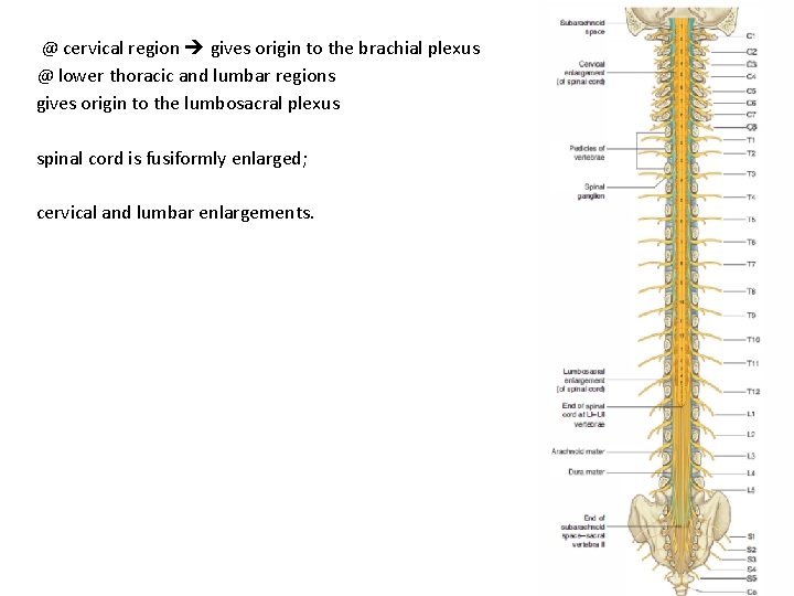 @ cervical region gives origin to the brachial plexus @ lower thoracic and lumbar