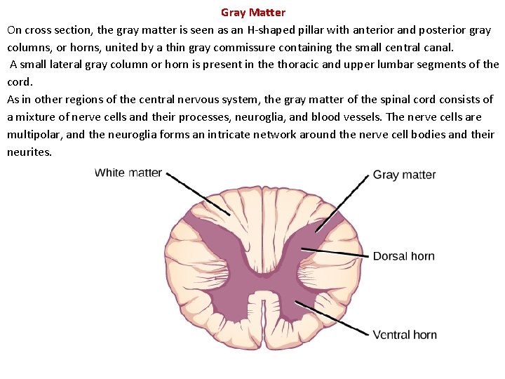 Gray Matter On cross section, the gray matter is seen as an H-shaped pillar