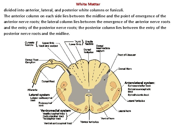 White Matter divided into anterior, lateral, and posterior white columns or funiculi. The anterior