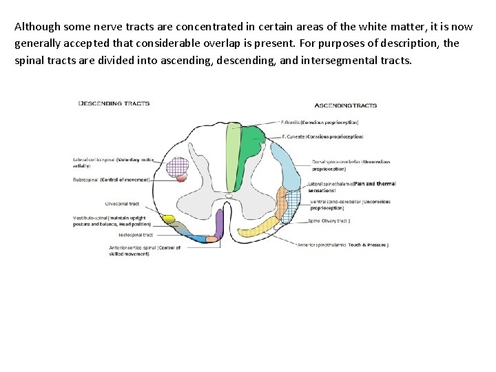 Although some nerve tracts are concentrated in certain areas of the white matter, it