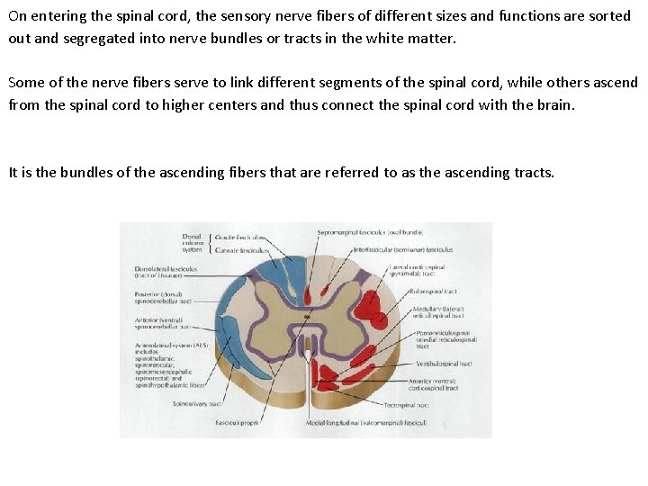 On entering the spinal cord, the sensory nerve fibers of different sizes and functions