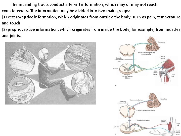 The ascending tracts conduct afferent information, which may or may not reach consciousness. The