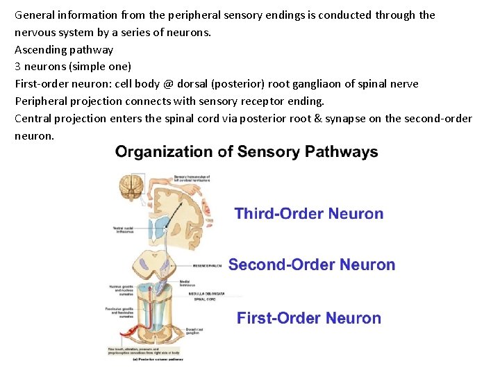 General information from the peripheral sensory endings is conducted through the nervous system by