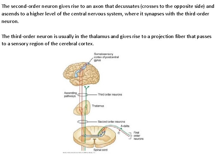 The second-order neuron gives rise to an axon that decussates (crosses to the opposite