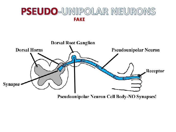 PSEUDO-UNIPOLAR NEURONS FAKE 