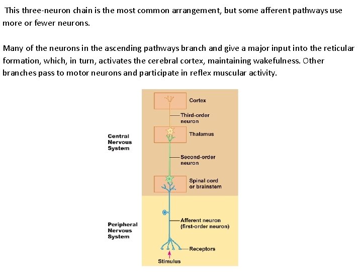 This three-neuron chain is the most common arrangement, but some afferent pathways use more