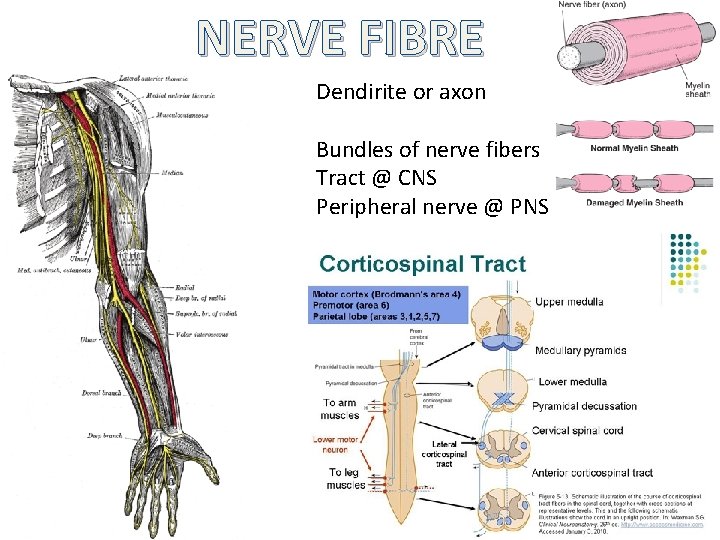 NERVE FIBRE Dendirite or axon Bundles of nerve fibers Tract @ CNS Peripheral nerve