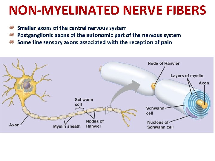 NON-MYELINATED NERVE FIBERS Smaller axons of the central nervous system Postganglionic axons of the