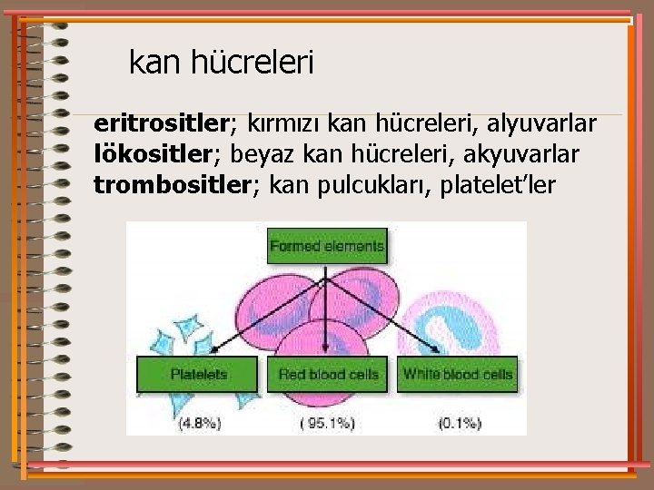 kan hücreleri eritrositler; kırmızı kan hücreleri, alyuvarlar lökositler; beyaz kan hücreleri, akyuvarlar trombositler; kan