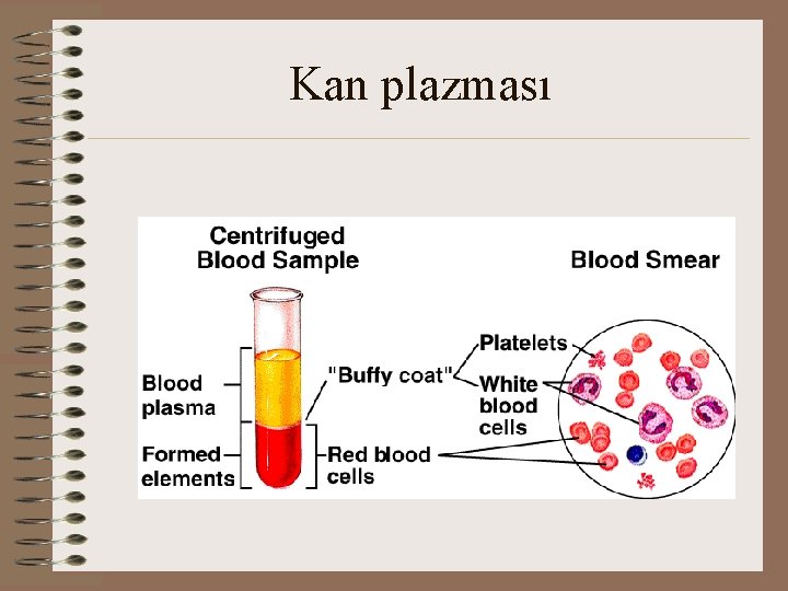 Kan plazması 