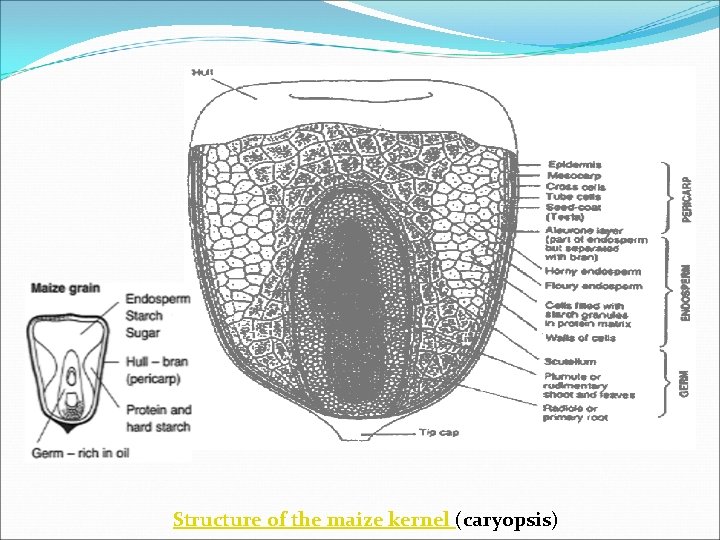 Structure of the maize kernel (caryopsis) Structure of the maize kernel (caryopsis)