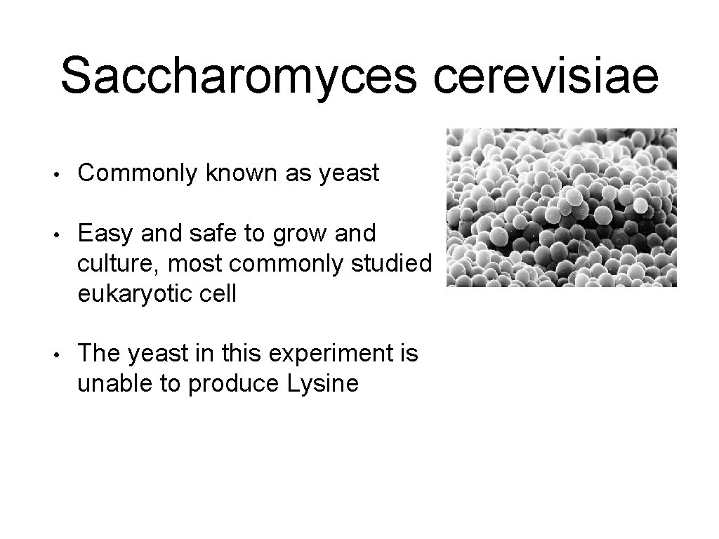 Saccharomyces cerevisiae • Commonly known as yeast • Easy and safe to grow and