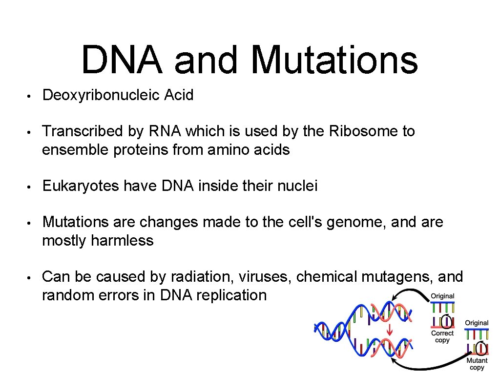 DNA and Mutations • Deoxyribonucleic Acid • Transcribed by RNA which is used by