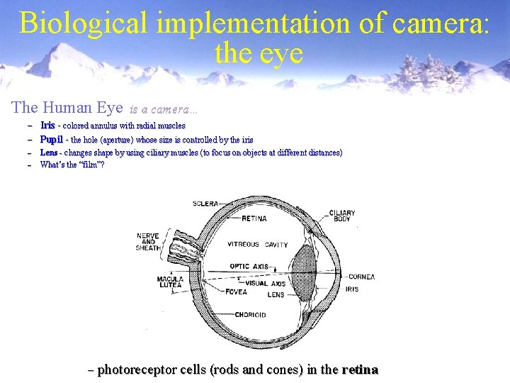 Biological implementation of camera: the eye The Human Eye is a camera… – Iris Biological implementation of camera: the eye The Human Eye is a camera… – Iris