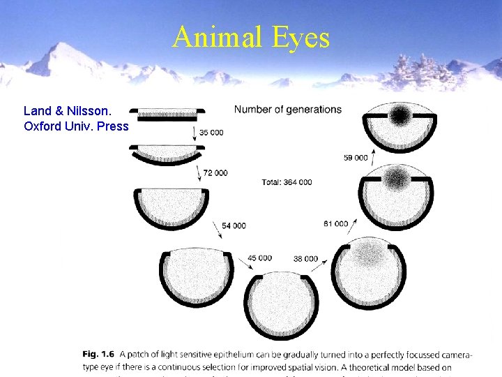 Animal Eyes Land & Nilsson. Oxford Univ. Press Animal Eyes Land & Nilsson. Oxford Univ. Press