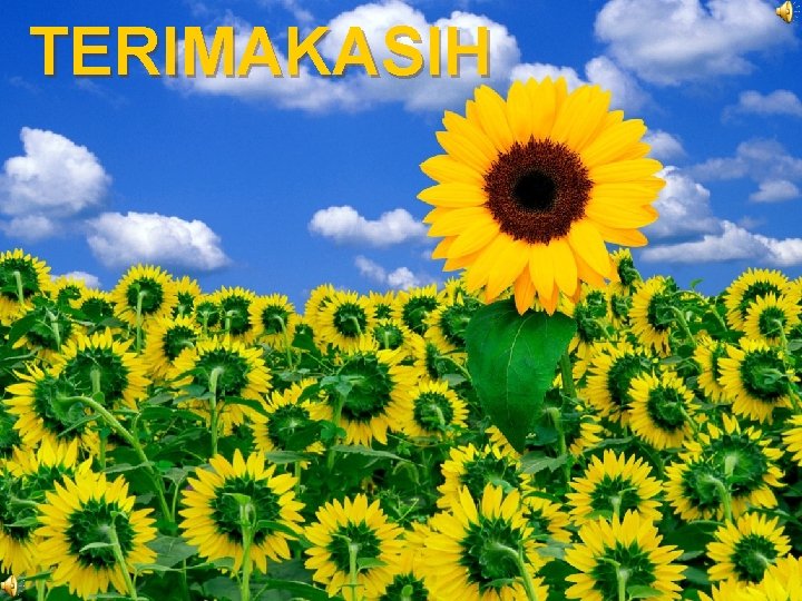 TERIMAKASIH 