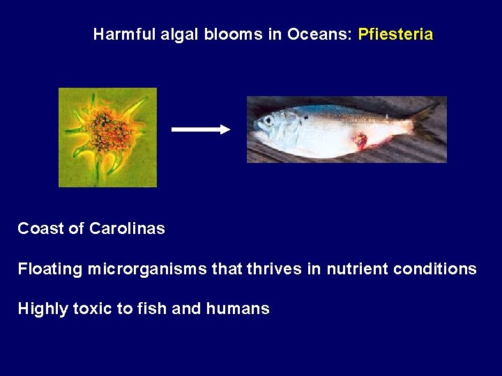 Harmful algal blooms in Oceans: Pfiesteria Coast of Carolinas Floating microrganisms that thrives in