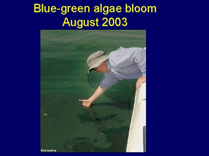 Blue-green algae bloom August 2003 