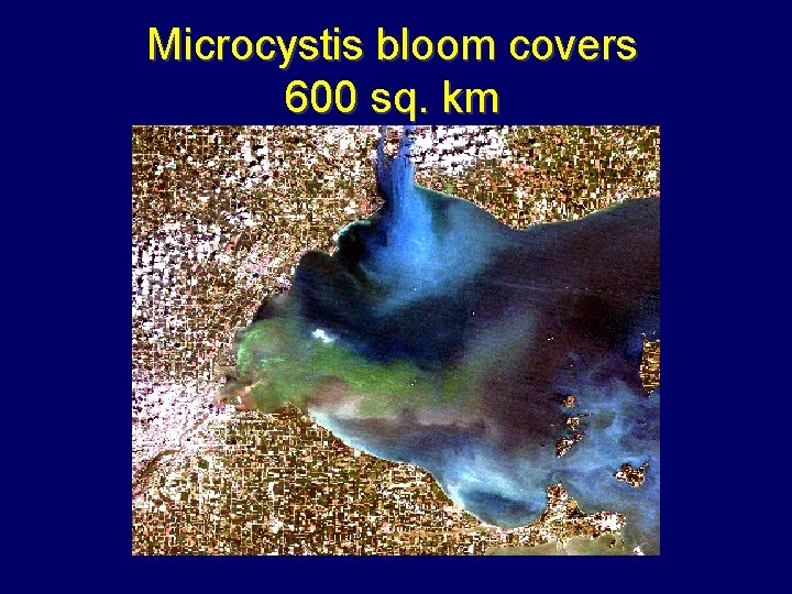 Microcystis bloom covers 600 sq. km 