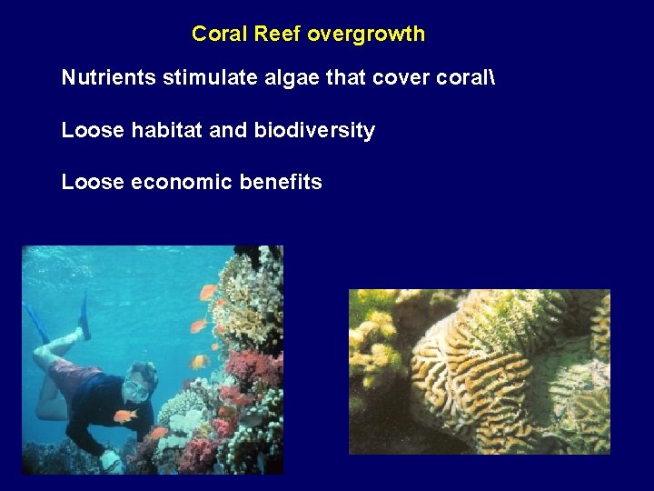 Coral Reef overgrowth Nutrients stimulate algae that cover coral Loose habitat and biodiversity Loose