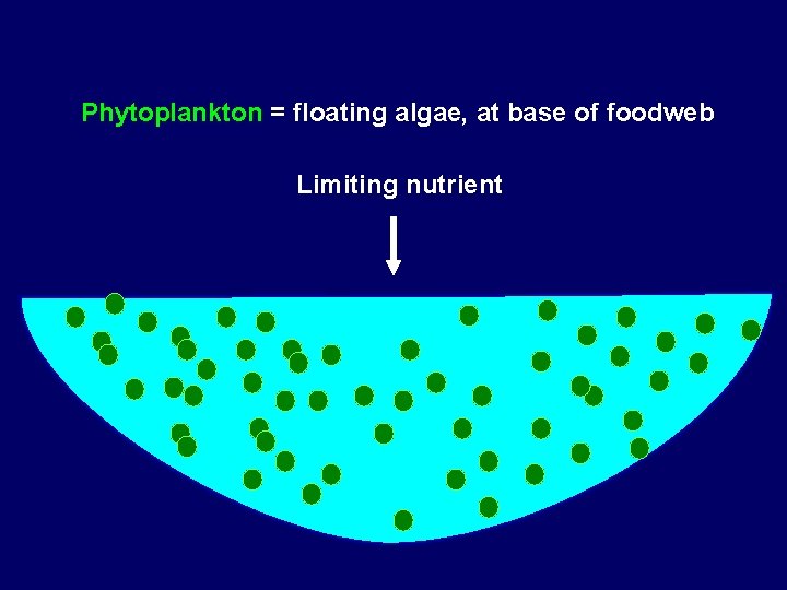 Phytoplankton = floating algae, at base of foodweb Limiting nutrient 